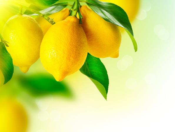 لیمو ترش چهار فصل
